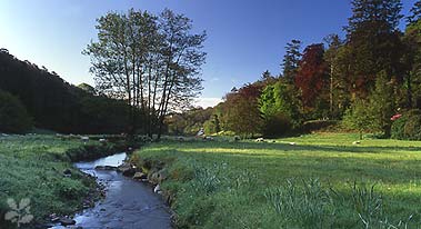 The meadow and stream