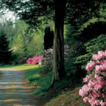 The woodland walk